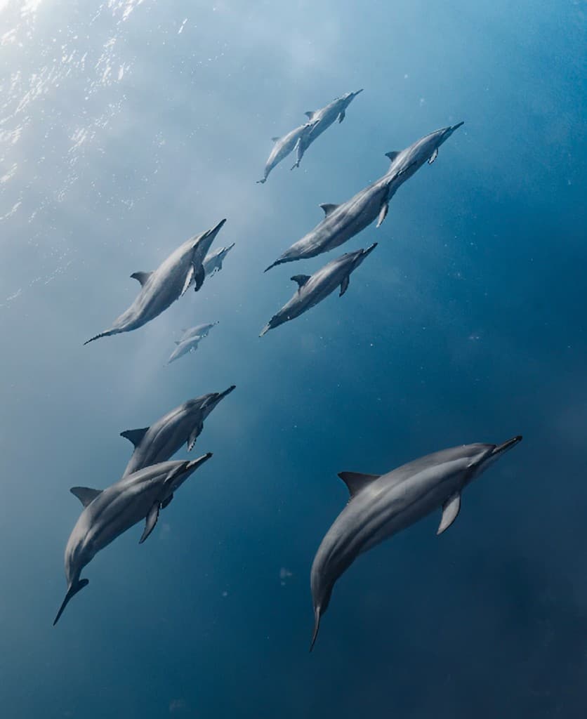 Ocean Rise