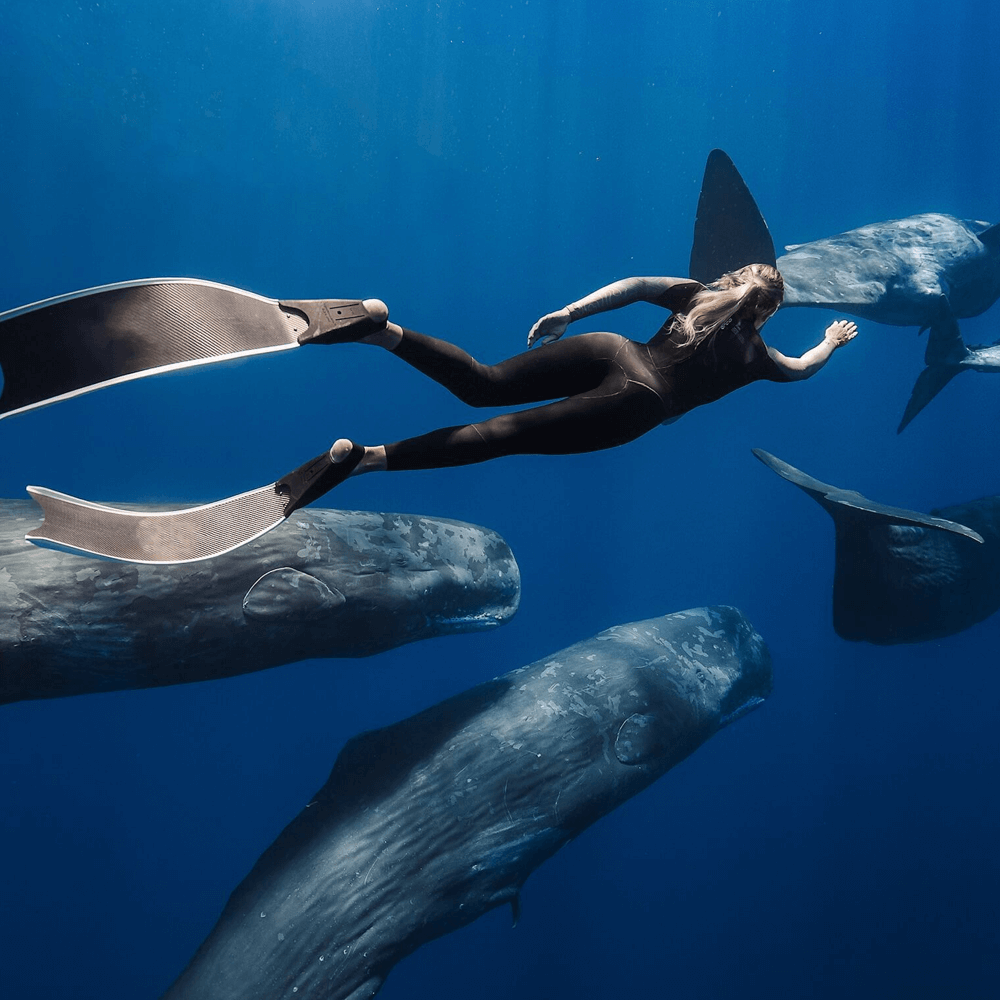 Majestic Encounter